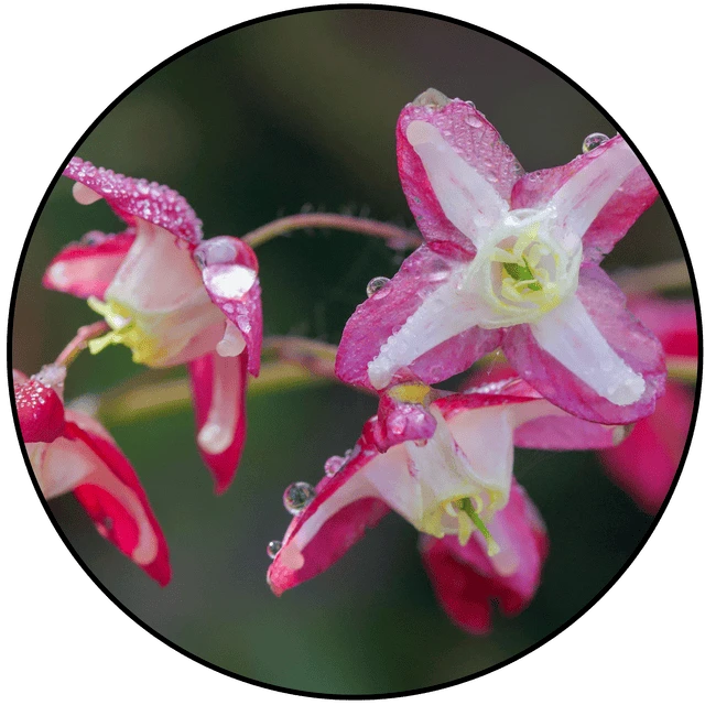 Epimedium ingredient in Booster Brew